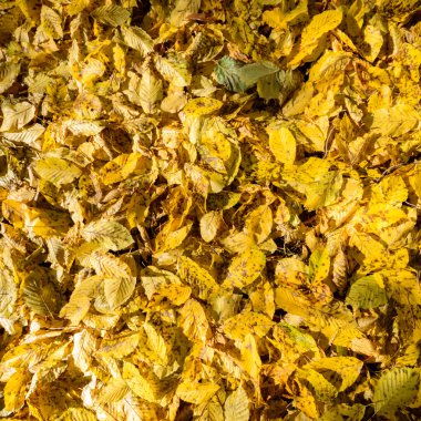 görüntü doğa serisi