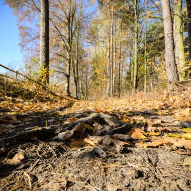 görüntü doğa serisi