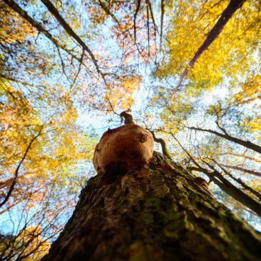 görüntü doğa serisi