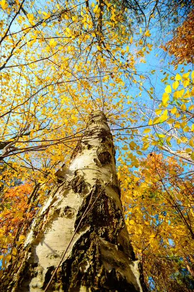 Bild aus der Natur-Serie — Stockfoto