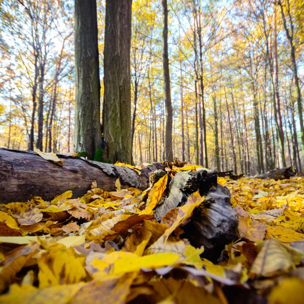 Obraz z serii natura — Zdjęcie stockowe