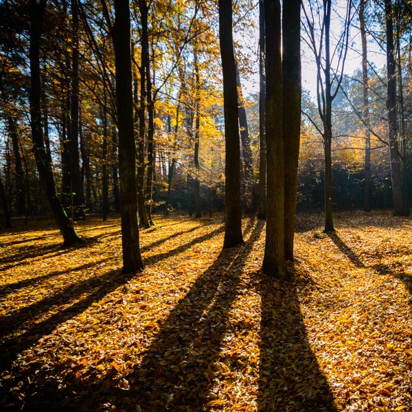 Beeld uit natuur-serie — Stockfoto