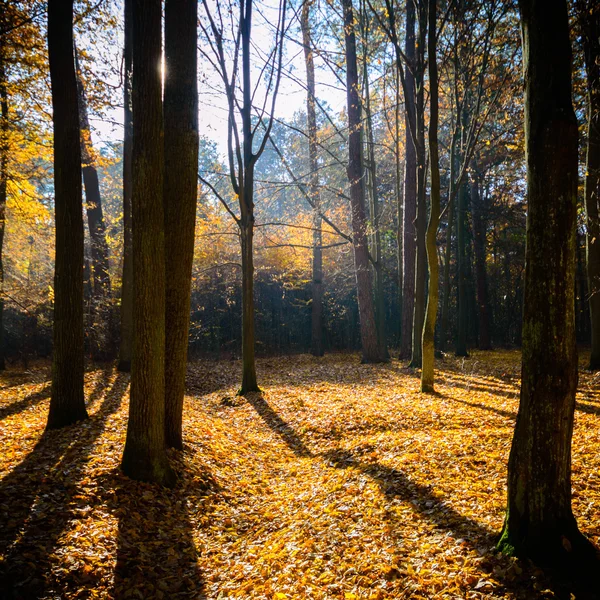 Beeld uit natuur-serie — Stockfoto