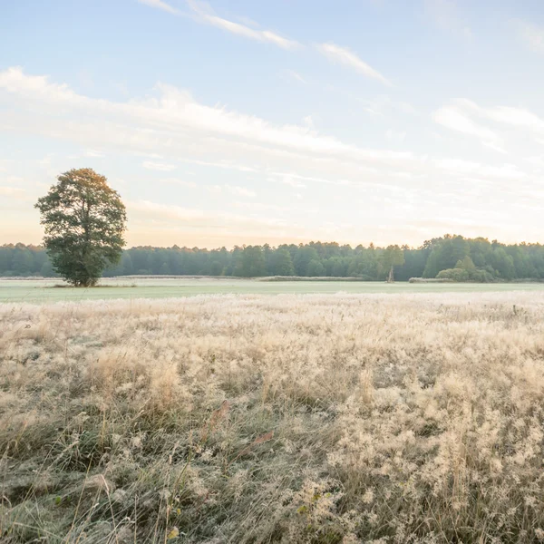 Immagine dalla serie natura — Foto Stock