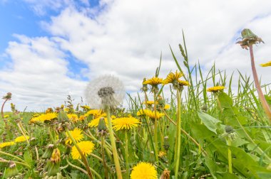 görüntü doğa serisi