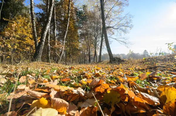 Immagine dalla serie natura — Foto Stock