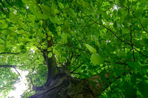 Beeld uit natuur-serie — Stockfoto