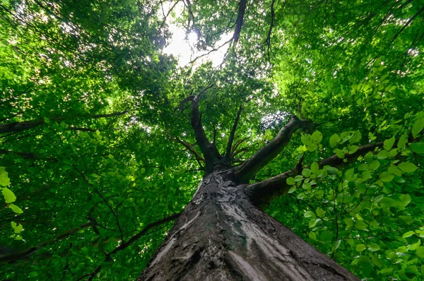 Bild aus der Natur-Serie — Stockfoto