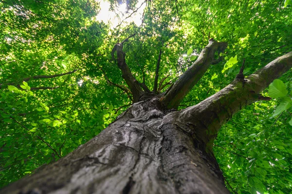 Obrázek ze série nature — Stock fotografie