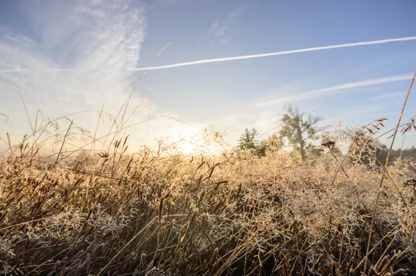 Imagen de la serie naturaleza — Foto de Stock