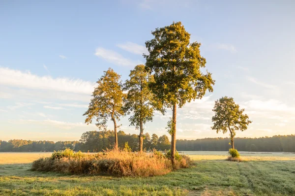 Obrázek ze série nature — Stock fotografie