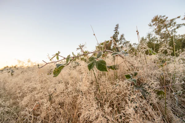 Beeld uit natuur-serie — Stockfoto