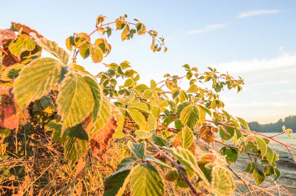 Imagen de la serie naturaleza —  Fotos de Stock