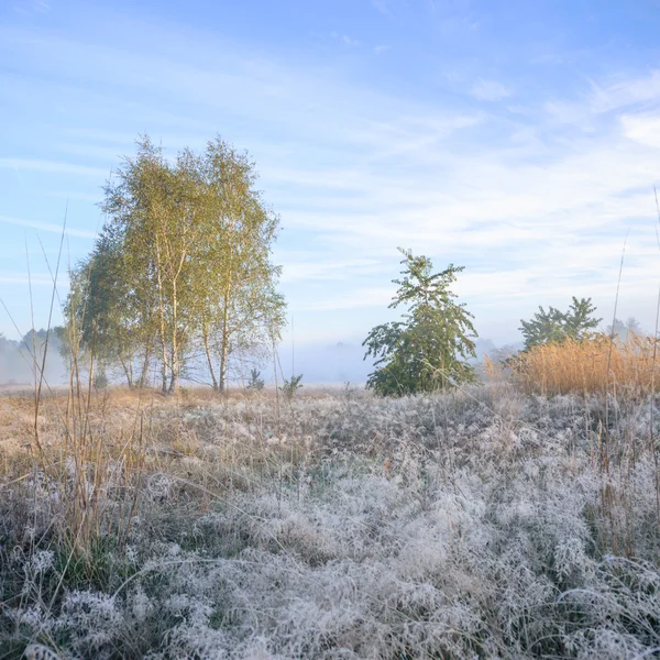 Bild aus der Natur-Serie — Stockfoto