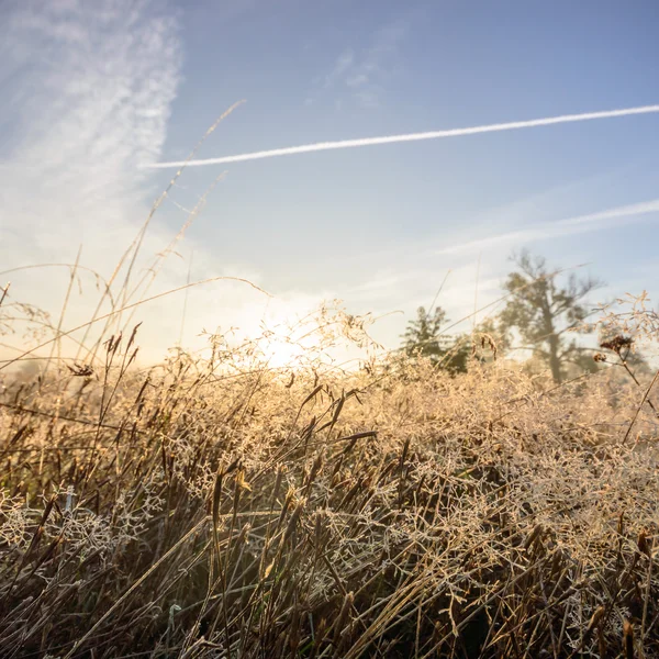 Bild från naturen-serien — Stockfoto