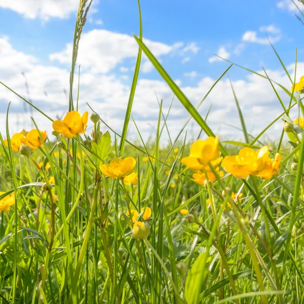 Immagine dalla serie natura — Foto Stock