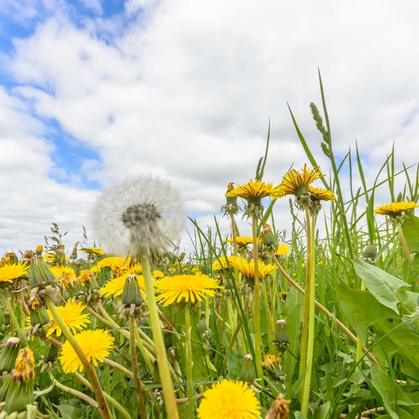 Bild aus der Natur-Serie — Stockfoto