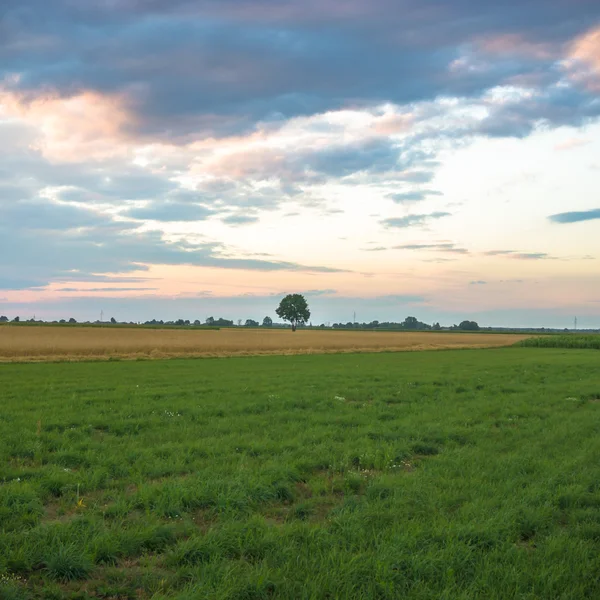 Immagine dalla serie natura — Foto Stock