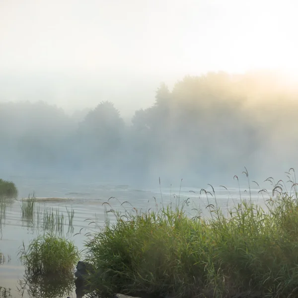 Immagine dalla serie natura — Foto Stock