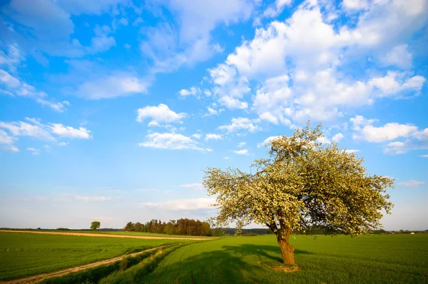 Bild från naturen-serien — Stockfoto