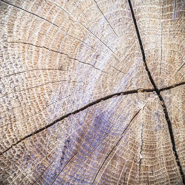 Imagem da série natureza — Fotografia de Stock