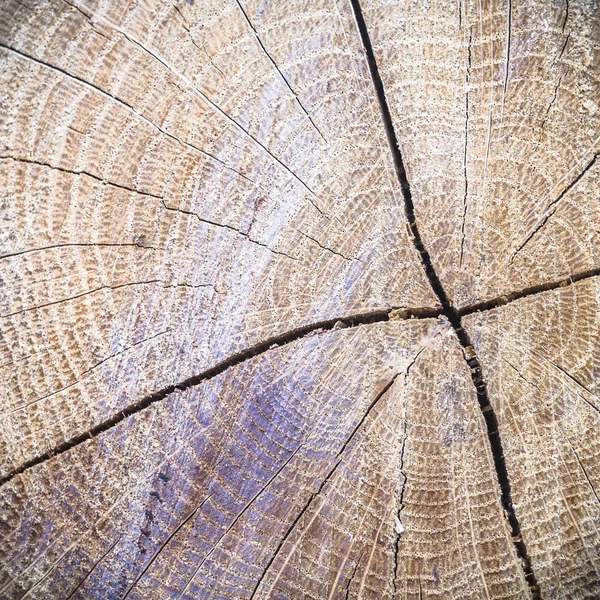 Imagem da série natureza — Fotografia de Stock