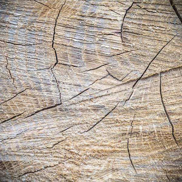 Imagem da série natureza — Fotografia de Stock