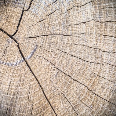 görüntü doğa serisi