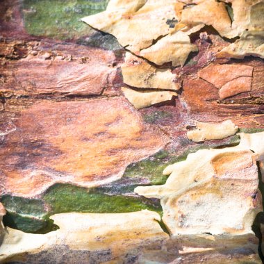 görüntü doğa serisi