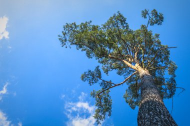 görüntü doğa serisi