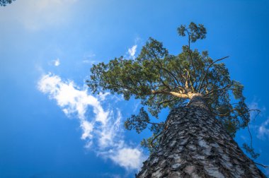görüntü doğa serisi