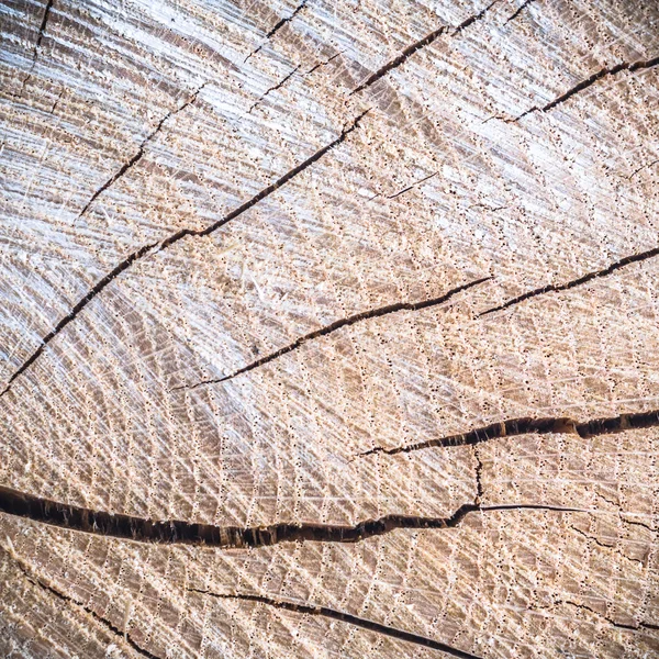 Imagem da série natureza — Fotografia de Stock