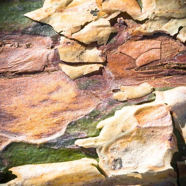 Billede fra naturen serien - Stock-foto