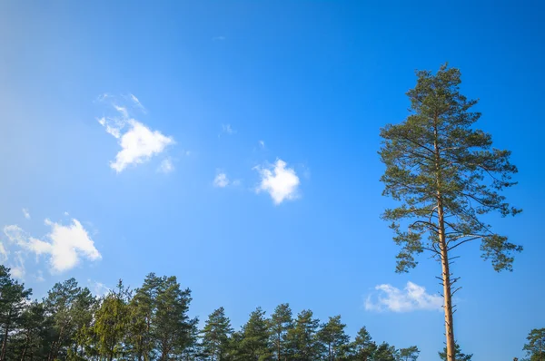 Immagine dalla serie natura — Foto Stock