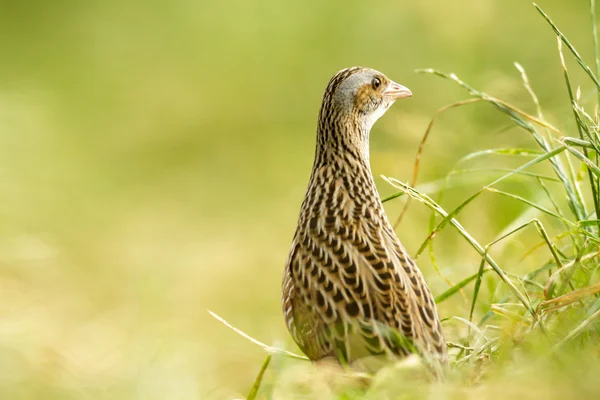 görüntü doğa serisi