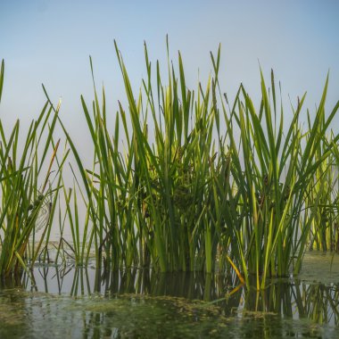 görüntü doğa serisi