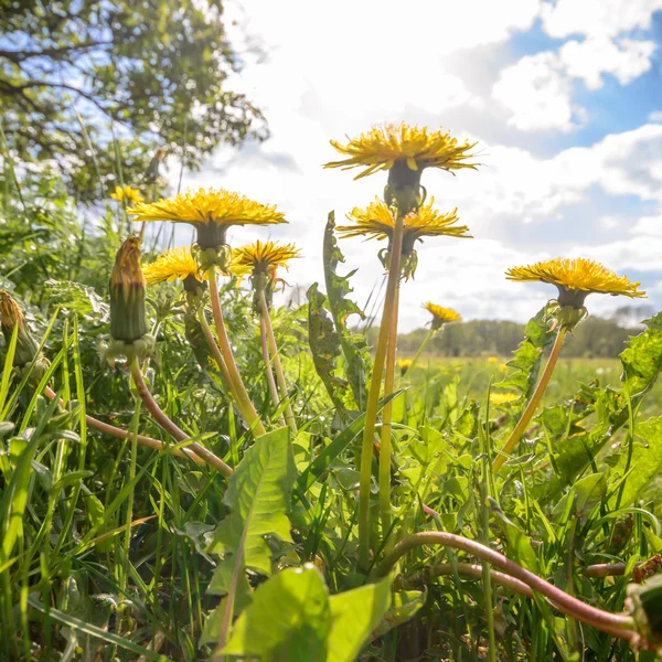 Bild aus der Natur-Serie — Stockfoto