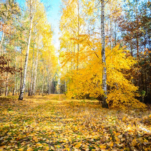 Bild aus der Natur-Serie — Stockfoto