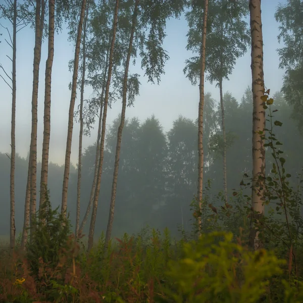 Imagem da série natureza — Fotografia de Stock