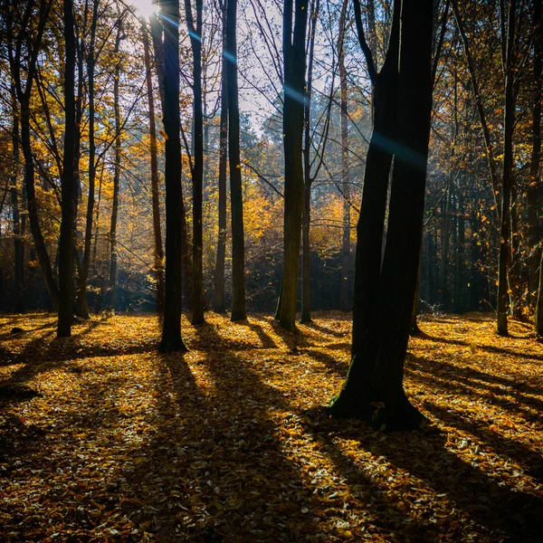 Beeld uit natuur-serie — Stockfoto