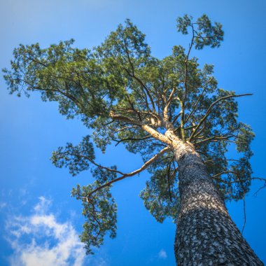 görüntü doğa serisi