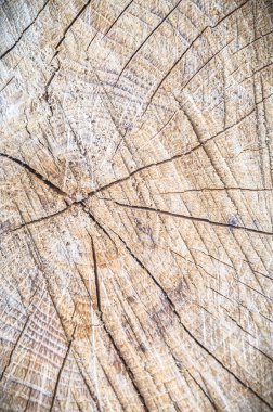 görüntü doğa serisi