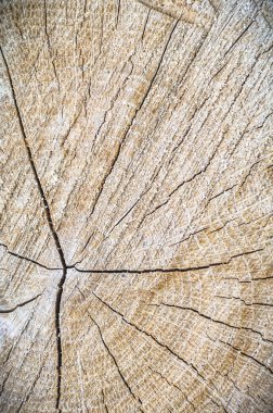 görüntü doğa serisi