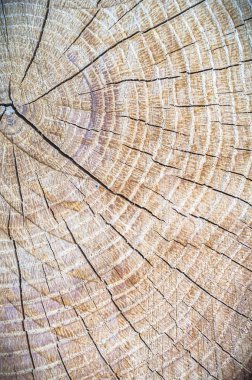 görüntü doğa serisi