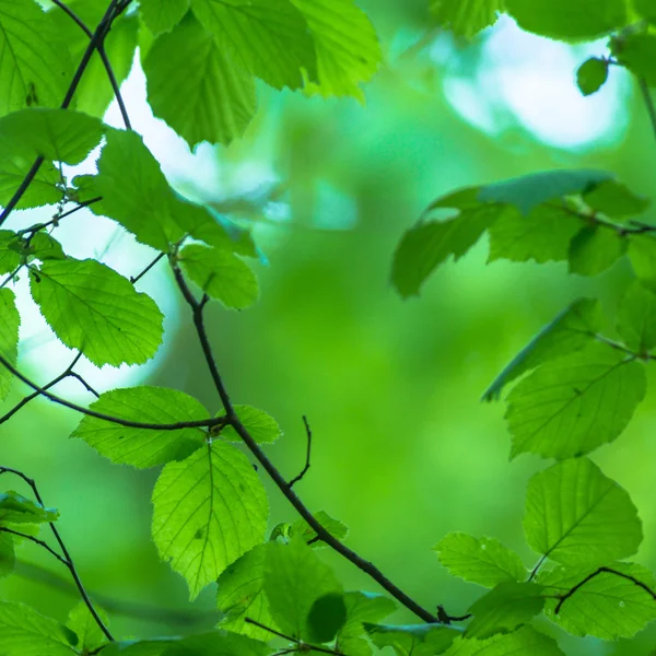 Beeld uit natuur-serie — Stockfoto