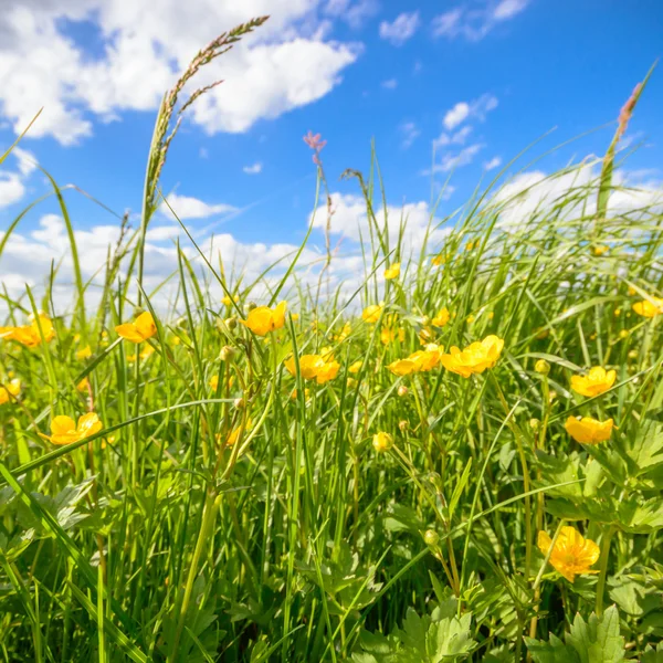 Obrázek ze série nature — Stock fotografie