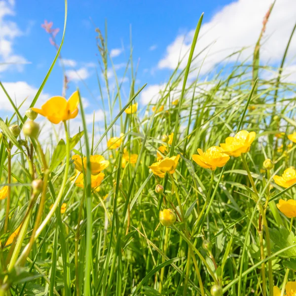 Immagine dalla serie natura — Foto Stock