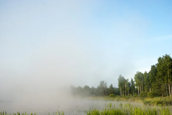 Image de la série nature — Photo