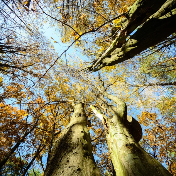 Imagem da série natureza — Fotografia de Stock