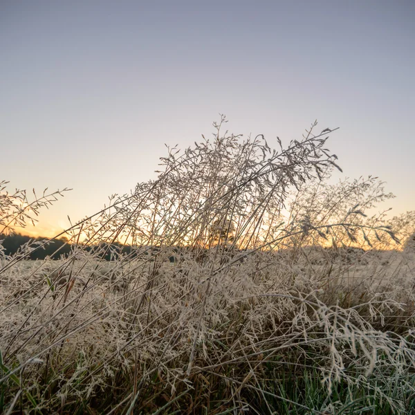 Bild från naturen-serien — Stockfoto